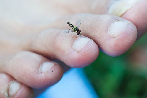 böceklerden bulaşan hastalıklar ve kara sinekler