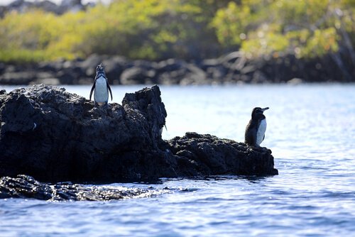 kayaların üstünde penguenler