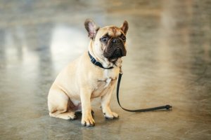 Kayıp Bir Evcil Hayvanı Bulmak İçin İpuçları