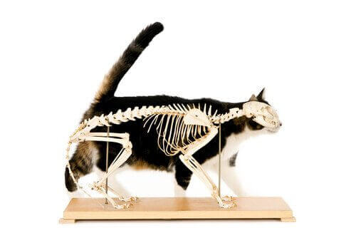 kedi iskeleti ve kayropraktik teknikler