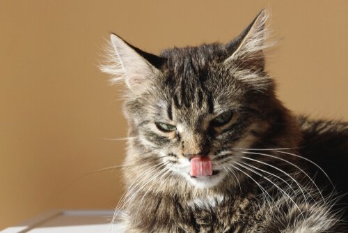 Kedilerin Dilleri: Temizlik İçin Nasıl Kullanırlar