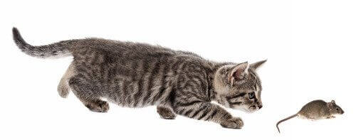 kedi ve fare