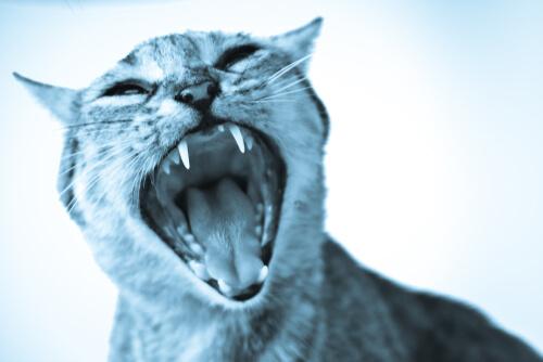 Kedi Fobisi: Nedir ve Nasıl Üstesinden Gelinir?