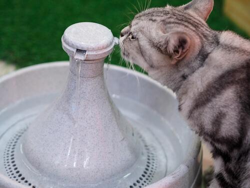 Kedi Su Pınarları Nasıl Çalışır?