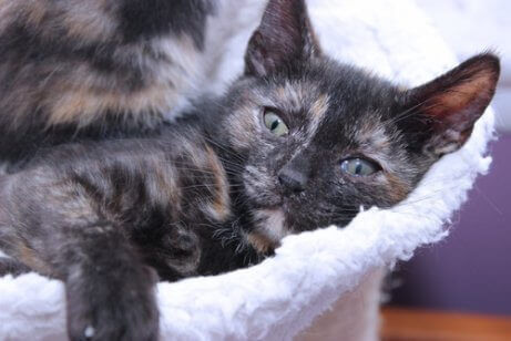 calico kedi