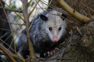 Opossum: Karakteri ve Davranış Şekli