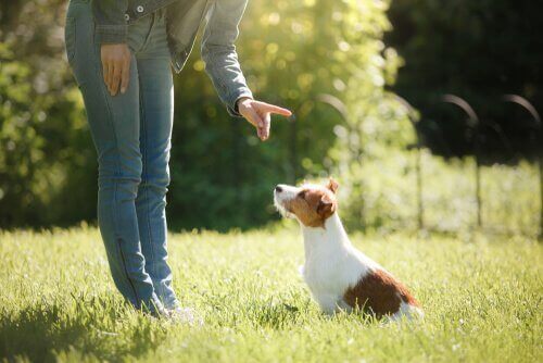 Köpeğinizi Eğitmek Bağınızı Nasıl Güçlendirir?