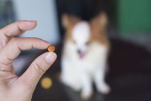 ilaca bakan köpek ve omega-6