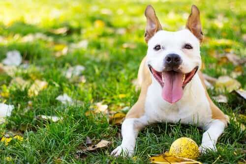 tatlı beyaz köpek çimin üzerinde ve klorellanın faydaları