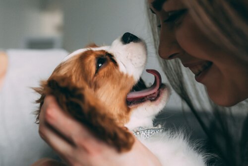 köpekler insanların yüz ifadelerini anlar