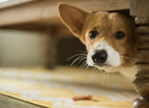 korkudan masanın altına saklanan köpek