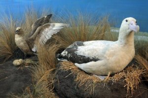 Kısa Kuyruklu Albatros Kuşlarının Son Durumları