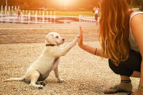köpeklerde mutluluk