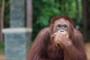 Zeki Hayvanlar: İlginç Orangutanlar Kancayı Yeniden İcat Etti