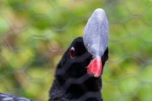 Miğferli Hoko Tavuğu: Nesli Tükenen Bir Kuş Türü