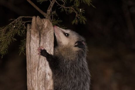 opossum