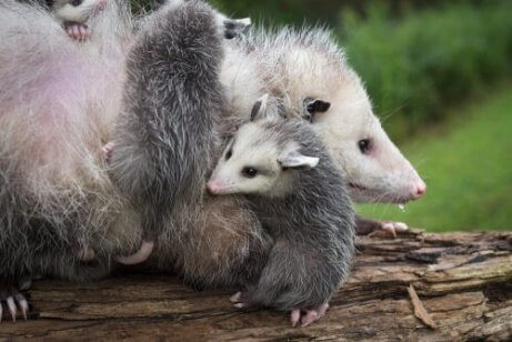 anne ve yavru opossum