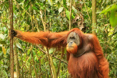 bekleyen orangutan