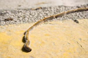 Çam Keseböceği ile İlgili İlginç Bilgiler