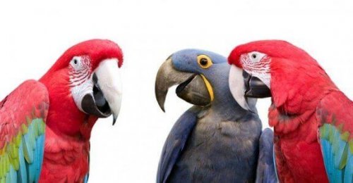 üç papağan ve konuşan papağanlar