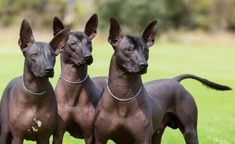 arjantin pila köpekleri