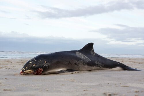 Balinalar Öldükten Sonra Neden Patlar?