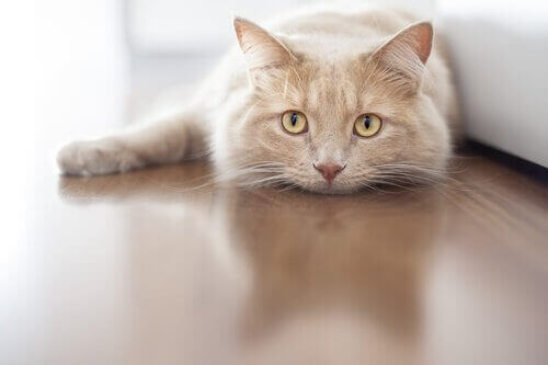 yatan kedi