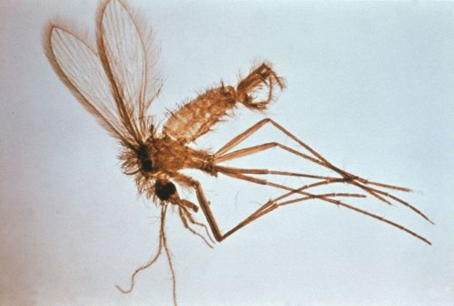 sivrisinek yakın görüntü