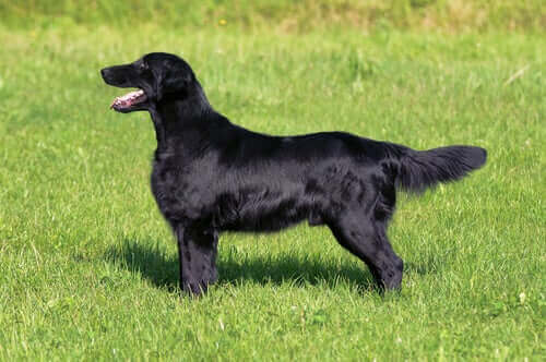 siyah köpek ve yeşil çimler