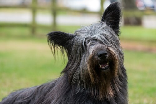 iskoç köpek ırkı skye terrier