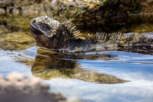 Galapagos Adaları'nda vahşi yaşam