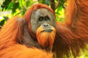 Sumatra Orangutanı: Fiziksel Özellikleri