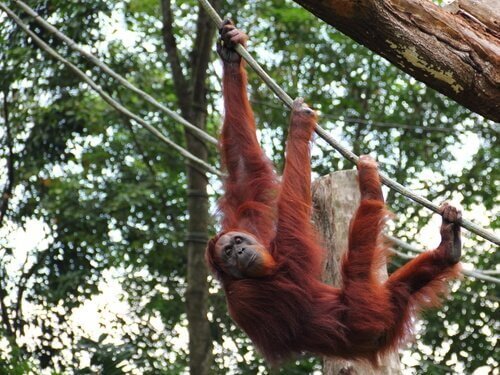 dallara asılı duran sumatra orangutanı