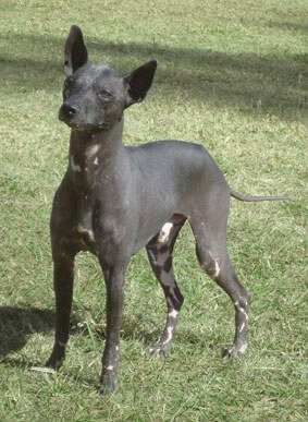 pila köpeği