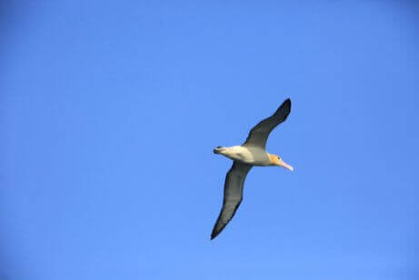 uçan albatros