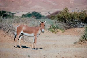 Asya Yaban Eşeği Hakkında İlginç Bilgiler