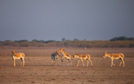 asya yaban eşekleri