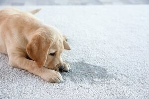 3 Farklı Köpek Tuvalet Eğitim Pedi