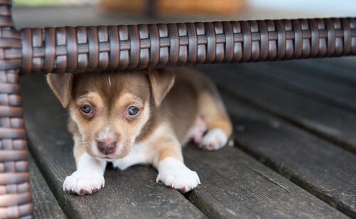 sandalyenin altına saklanmış yavru köpek