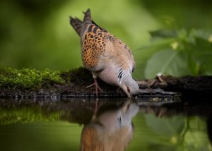 İspanya'daki Yerli Kumru ve Güvercin Türleri