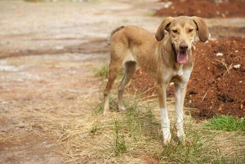 Köpeklerde Kilo Kaybı: Muhtemel Hastalıklar