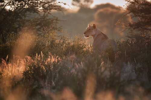 namibya çöl aslanı