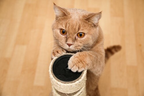 kedi tırmalama tahtası