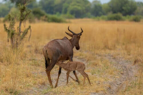 Afrika Antiloplarının kürk renkleri ile yaşama alanı uyum gösterir. 