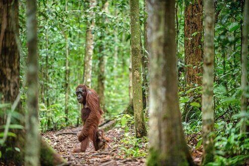 Borneo orangutanı ormanda