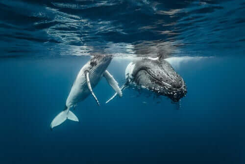 göç eden iki balina