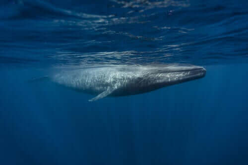 Okyanusta göç eden balina