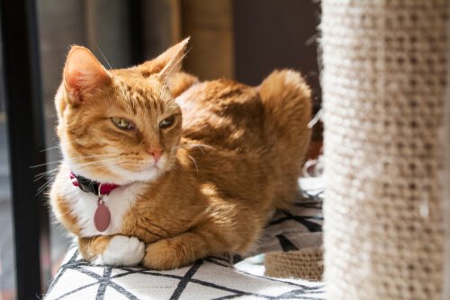 Tırmalama Tahtaları: Kedimin Neden İlgisini Çekmiyor?