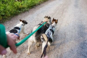 Köpek Gezdirici Olarak Çalışmak için İpuçları