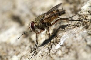 Köpeklerde Süreğen Sinekleri Engelleme